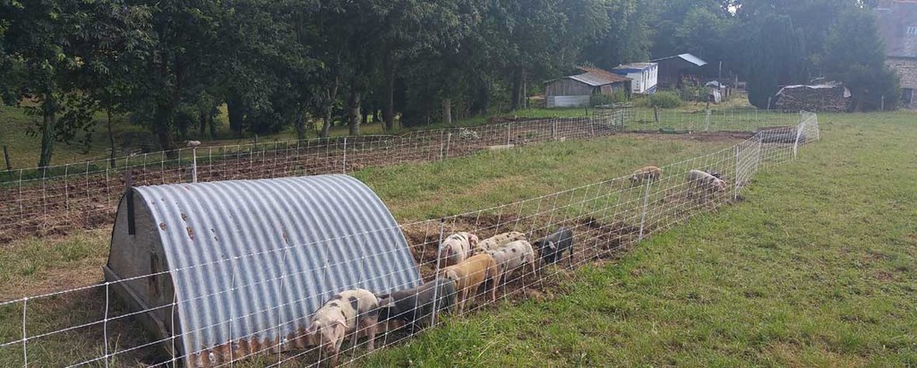 élevage de porc en plein air